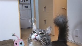 シャボン玉を割りたがる猫 ノルウェージャンフォレストキャットcat who wants to break soap bubbles.Norwegian Forest Cat.