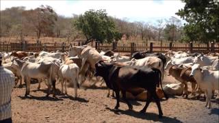 Breeding Soundness Exams do and do not Evaluate