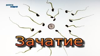 ЗАЧАТИЕ / FERTILIZATION