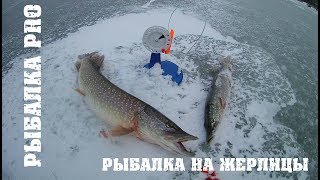 Рыбалка на жерлицы 2017 2018. Ловля щуки на жерлицы. Вот что можно поймать на зимние жерлицы.