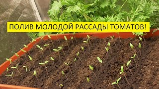 Как поливать - под корень или в междурядья? 