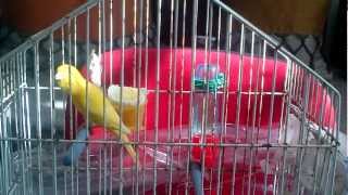 canari-canarino-kanarien Gesang-canarinho-canary Song- غناء كناري -καναρίνι-канарейка-قناری