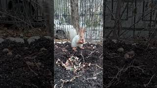 Кто-то прыгает, а Копия лезет по мне / Someone jumps, and Copy climbs over me