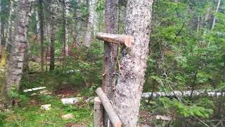 Готовимся к охоте на медведя с лабаз.