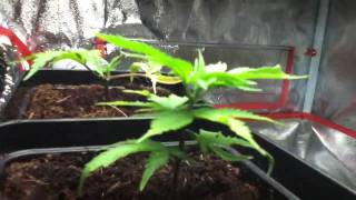 125w cfl grow part 4