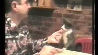 Кот выпрашивает еду [Cat begging for food]