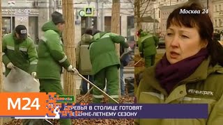 Деревья в столице готовят к весенне-летнему сезону - Москва 24