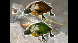 RC Turtle