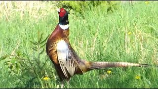 Common pheasant making a loud sound surrounded by dandelions in our garden