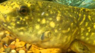 Tadpole Transfromation to Bullfrog
