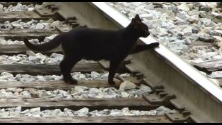 Black Cat Crossing CSX Train Tracks