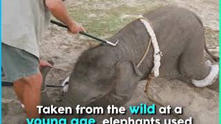 Elephant Ride: A Cruel Tourist Attraction