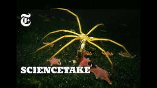 How Sea Spiders Breathe Without Lungs or Gills | ScienceTake