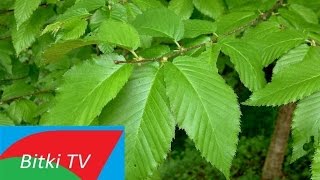 Huş Ağacı Nelere İyi Gelir Ve Nasıl Kullanılır