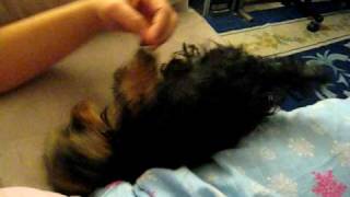 Yorkie Terrier - Sophie's Sweet Spot