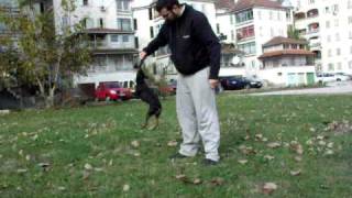Rita Ringišpil (ZWERGPINSCHER picolo dobermann miniature pinscher)