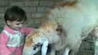 pashto pukhtana mashooma hard shot