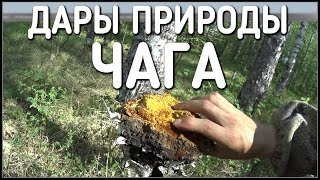 дары природы / чага