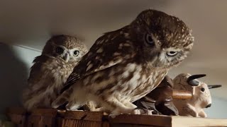 Два сыча с разных районов сычуют! Совёнок Лучик и суч Юйня