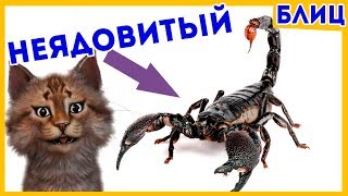 Как узнать ЯДОВИТЫЙ СКОРПИОН или НЕТ? | Котоновости БЛИЦ
