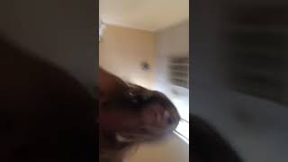 MACA DISKRECIJA NA KREVETU#HOT