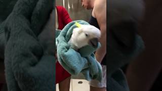 Какаду купается))) cockatoos bathe)))