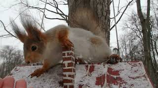 Кормлю разных белок / I feed different squirrels