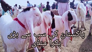 Updates of Sindh's Biggest Mandi Daur | Gulabi Goats