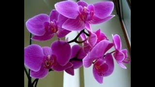 Заказ AVON 4 каталог/ Запах орхидеи/ 2 Подарка за деньги/ Планета SPA/ Ольга STR