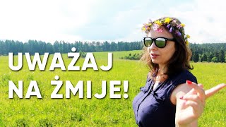 Uważaj na Żmije! Bieszczadzki Vlog v3 #98
