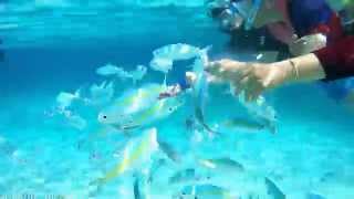 Redang Island Malaysia - 2015 Snorkeling