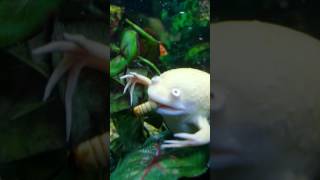 African Albino clawed dwarf frog eating closeup underwater.