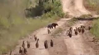 O CAÇADOR DE QUATÍ
