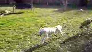 Running Dogs Everywhere!