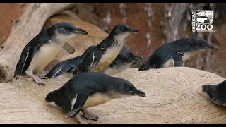 Little Penguin Chicks Mars and Rover into the Big Habitat for the First Time - Cincinnati Zoo