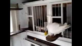 JAULAS PARA PALOMAS