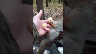 Молодая, но цепкая белка / A young but tenacious squirrel