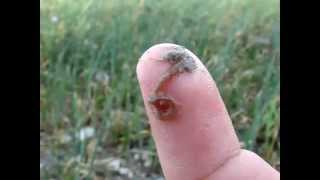 Червь нереис азовский (Nereis [Hediste] diversicolor) | Azov polychaete worm