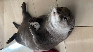 玉を使うおもちゃには手を使えるカワウソが大活躍！？ Otter that can use their hands are great for toys that use balls!