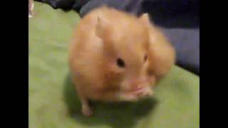 Teach your hamster tricks!