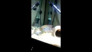 My sweet sajica cichlid