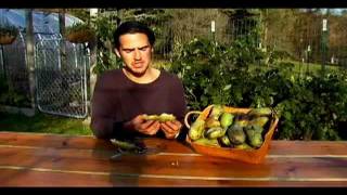 Eating Fresh Pawpaw Fruit