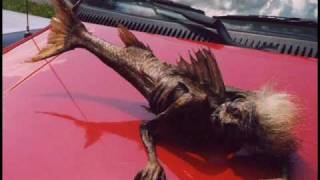 Mermaids - Real or not?