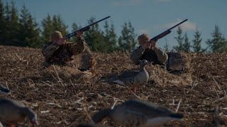 # 40 Охота на гуся в Беларуси весной. Адреналина хапнули! Hunting goose. Adrenaline and excitement !