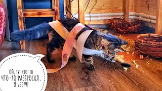 Кошко-Морошкин будень: сплошные дела, отдохнуть некогда!