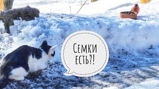 Кот Бонифаций хочет себе снегиря, дятел хочет косточку, ласка не хочет знакомиться