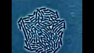 Рост и размножение палочек бактерий под микроскопом. Bacteria grows under the microscope.