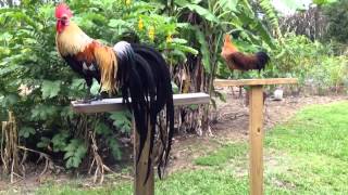 Golden Phoenix Rooster and Hen - 6/25/2014
