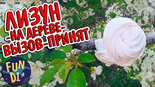 ВЫЗОВ ПРИНЯТ НОВЫЙ ЧЕЛЛЕНДЖ 2018 лизун на дереве своими руками