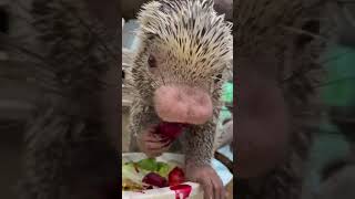 Rico the Brazilian Porcupine Crunching some Beets - Cincinnati Zoo #shorts